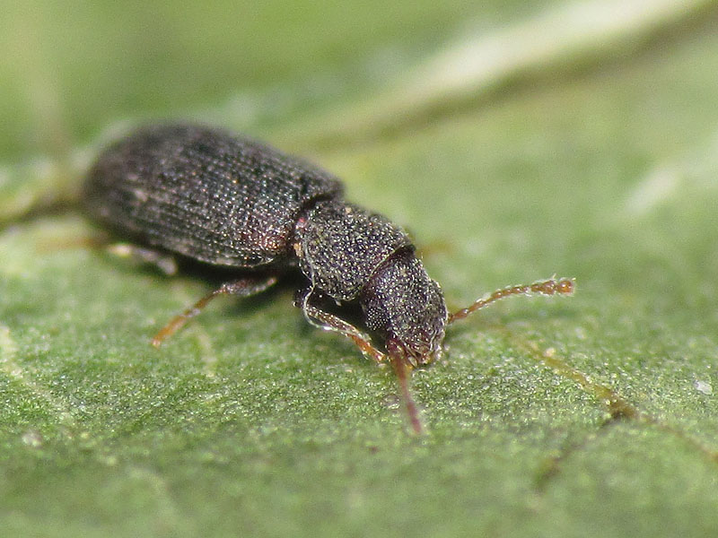 da identificare: Latridiidae ??  No, Mycetophagidae:  Berginus tamarisci